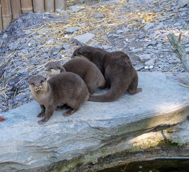 Three Oriental Short Clawed Otter on a rock