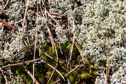 White moss at pine forest at summer