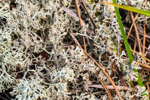 White moss at pine forest at summer