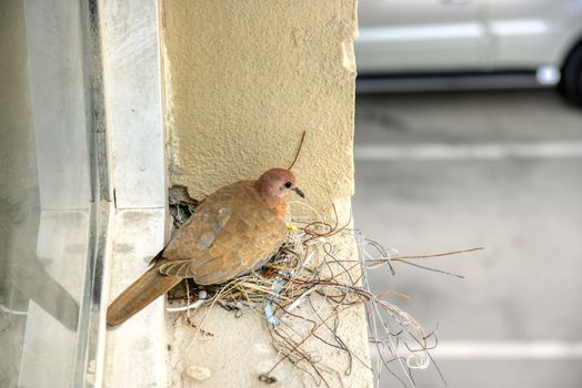 A pigeon in city makes a nest from wires and construction left overs due to missing plants. Concept of animal care, travel and wildlife observation. Concept of impact of urbanization over animals.