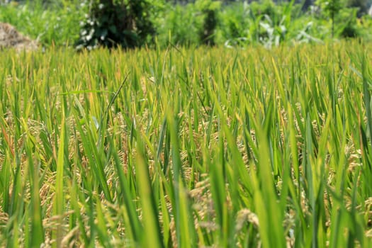 Field of ripened golden rice in green grass. Bali, Indonesia