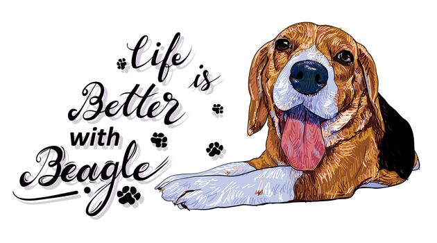 Life is better with a beagle. Dog with text on white background.