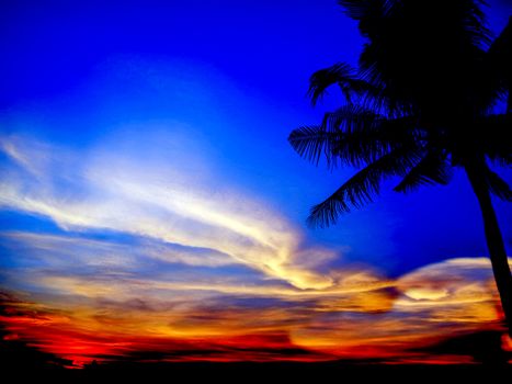 sunset last light and silhouette coconut palm tree