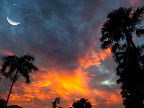 moon smile and silhouette palm tree sunset sky