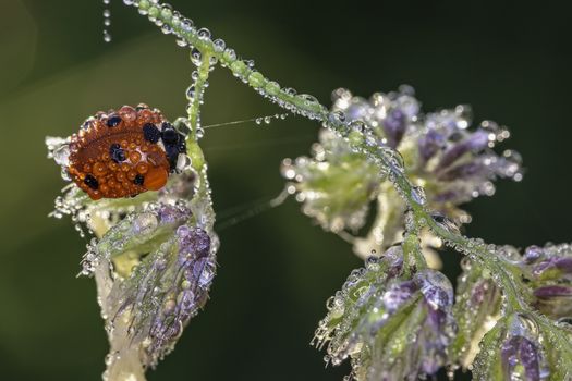 Ladybird on a stem