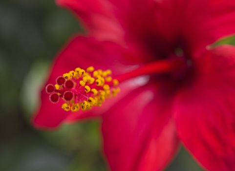 Closeup of a hibiscus rosa sinensis red flower