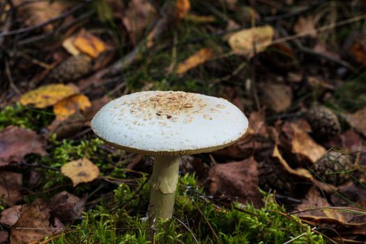 Pale toadstool in autumn forest