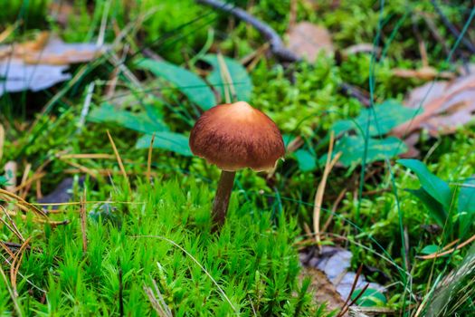 Pale toadstool in autumn forest