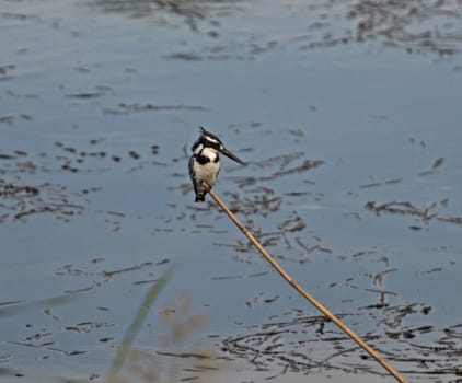 Pied kingfisher stood perched on reeds of river marshland