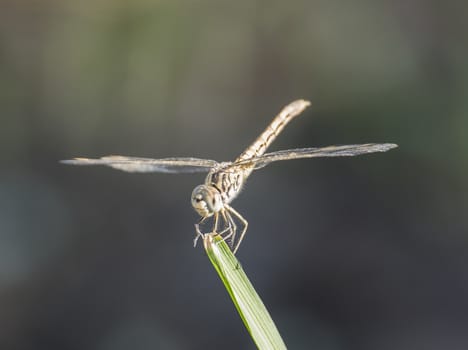 Closeup detail of wandering glider dragonfly on blade of grass