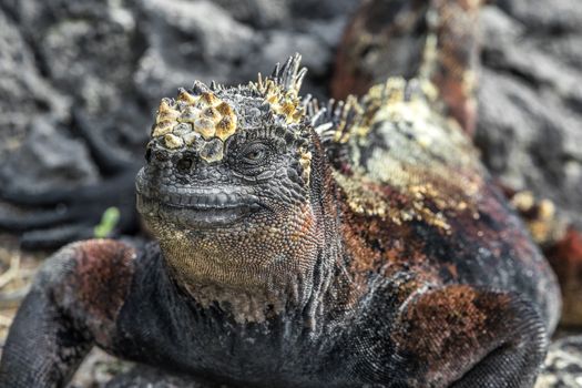 Galapagos Marine Iguana shaking and bobbing its head walking showing threat and dominance while lava lizard catches a ride on the tail. Male marine iguana on Isabela, Galapagos Islands, Ecuador.