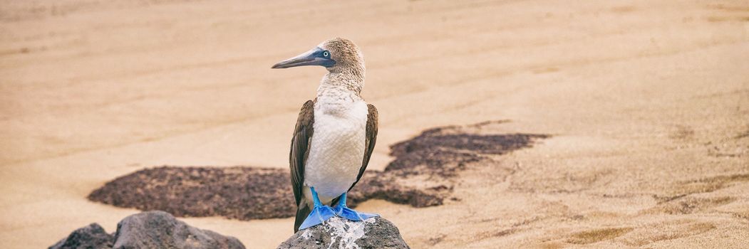 Blue-footed Booby - Iconic famous galapagos wildlife