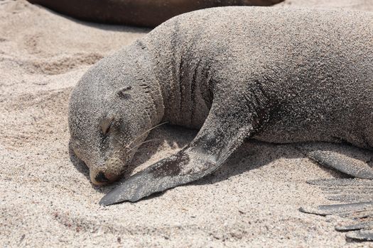 Galapagos Sea Lion in sand lying on beach