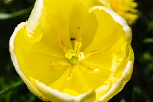 macro shot of the inside of a yellow tulip