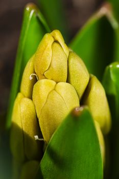 Budding Hyacinth