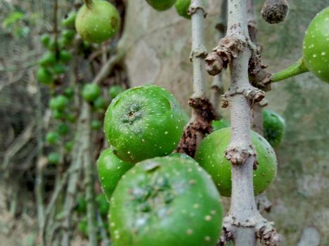 Ficus hispida (also known as luwingan, ara berbulu, ara bertangkai, ma dao plong, dummor, peyatti) with a natural background