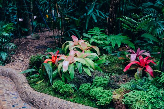 Urn bromeliad tropical plant in garden