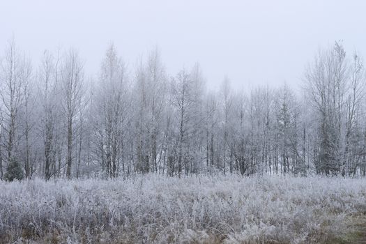 Trees covered with hoarfrost in a fog