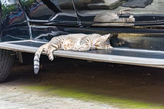 Cat sleeping on the step of a vintage Rolls Royce