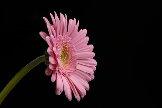 Beautiful Pink Gerbera flower