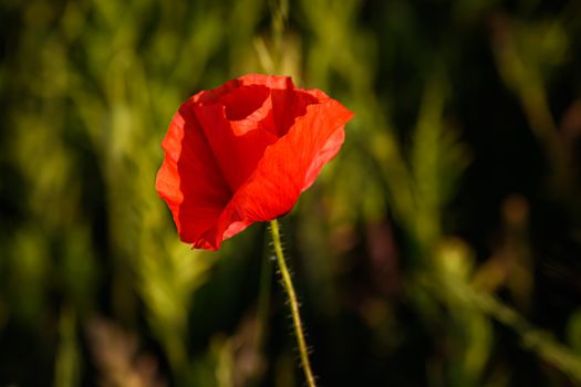 Poppy flower field in England