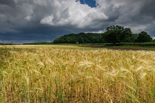 Field of crops and storm clouds