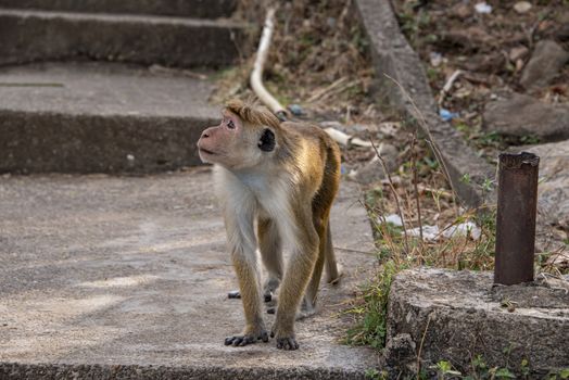 Toque macaque at Dambulla Temple