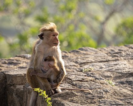 Mother and child, Toque macaque