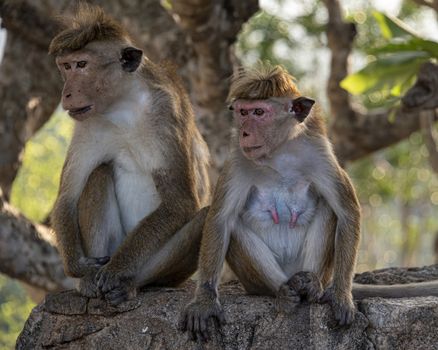 Two adult torque macaque