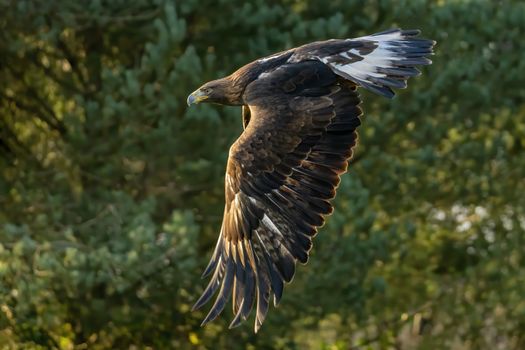 Golden Eagle (Aquila chrysaetos) raptor bird of prey flying 