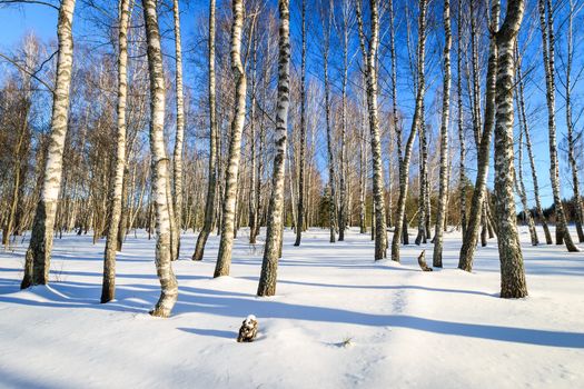 Evening at birch forest at winter season