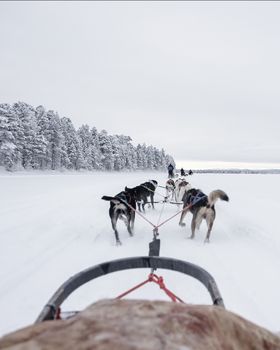 Team of huskies runing,  view from sled