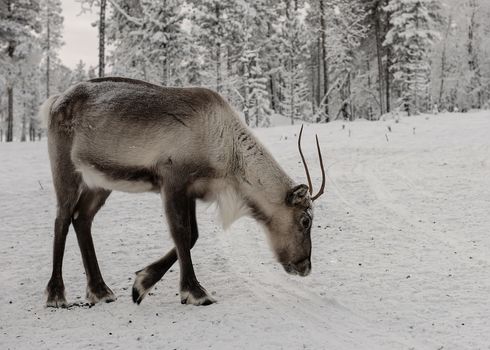 Reindeer out walking in the Lapland forests in 