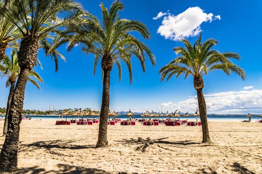 Platja de Alcudia beach with palm trees on Majorca island, Spain Mediterranean Sea