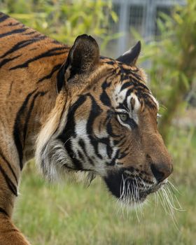 Male malaysian tiger in captivity