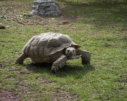 Giant Tortoise in captivity