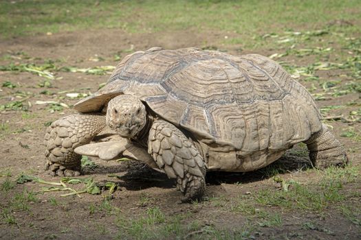 Giant Tortoise in captivity