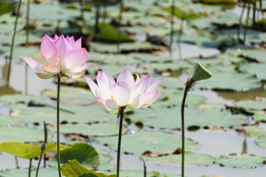 Cambodia, Tonle Sap - March 2016: Lotus flowers in bloom