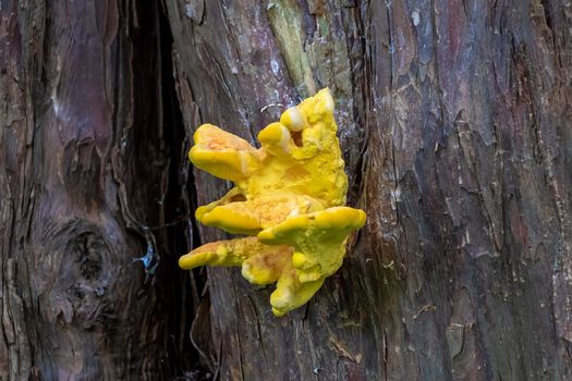 Laetiporus sulphureus bracket fungus growing on a tree