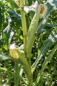 Sweetcorn Husks growing on the plant