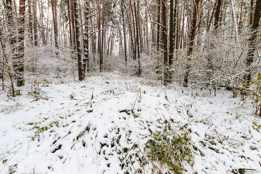 landscape of winter pine forest