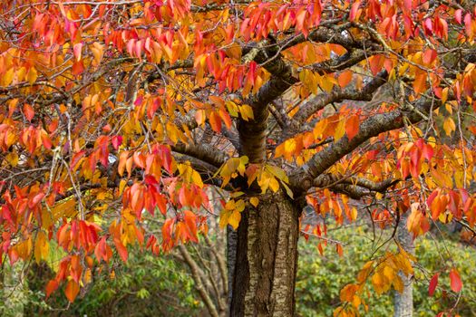 Deciduous tree with leaves in various tones from red to green