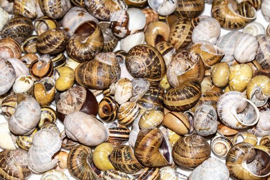 Collection of Empty Snail Shells