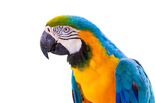 Bird Blue-and-yellow macaw isolated white background.