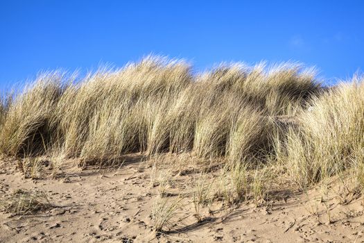 Sand dune at the beach of Burry Port Carmarthenshire Wales
