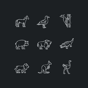 Flying and land animals chalk white icons set on black background