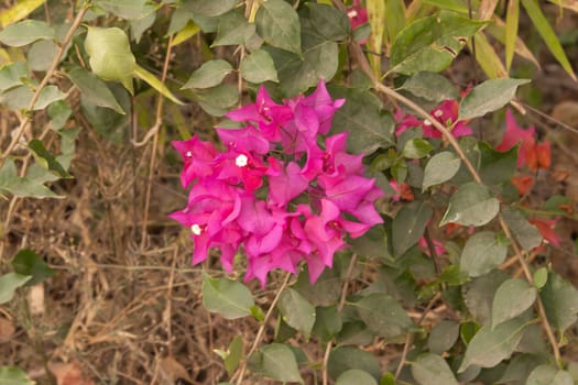 close up of Bougainvillea's pink flowers bloom on trees in spring