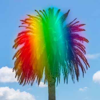 Palm tree on a green field against a background of blue sky
