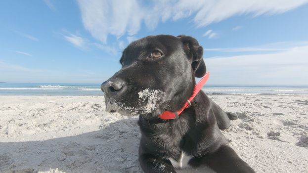 Close up of a sad black puppy dog with low ears abandoned on a white beach looking around for its family and master