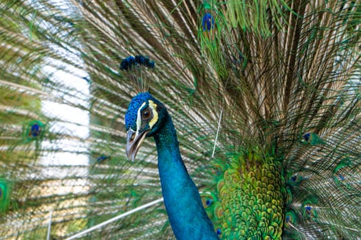 Beautiful well-groomed male peacock, spreading its tail, luxurious tail, flirts with a female